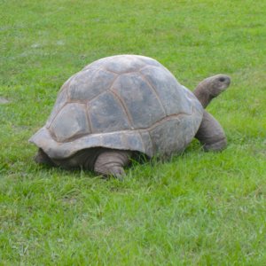 ALDABRAMAN // ALDABRA TORTOISE BREEDERS