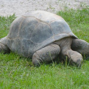 ALDABRAMAN // ALDABRA TORTOISE BREEDERS