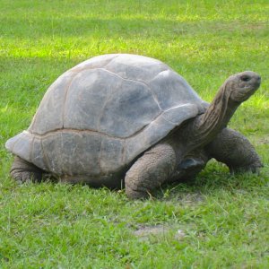 ALDABRAMAN // ALDABRA TORTOISE BREEDERS