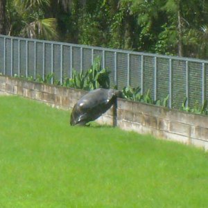 ALDABRAMAN // ALDABRA TORTOISE BREEDERS