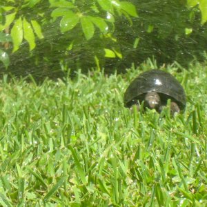 ALDABRAMAN // ALDABRA TORTOISE BREEDERS
