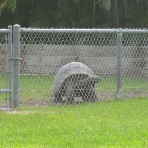 ALDABRAMAN // ALDABRA TORTOISE BREEDERS
