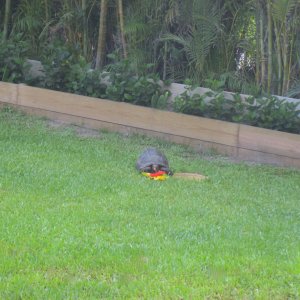 ALDABRAMAN // ALDABRA TORTOISE BREEDERS