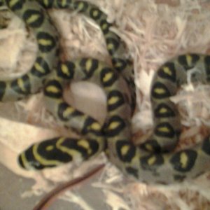 my mandarin