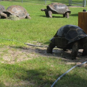 ALDABRAMAN