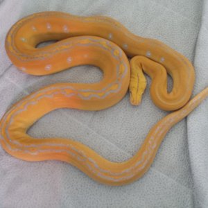 female purple albino goldenchild