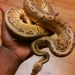 female lemon blast ball python
