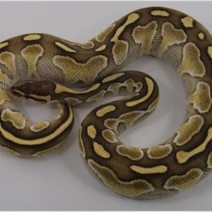 female proven breeder butter ball python