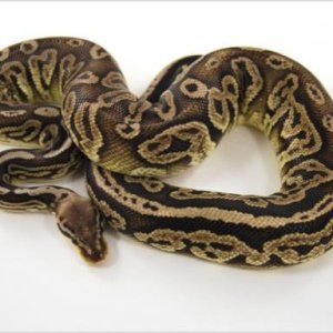 male proven breeder black pewter ball python