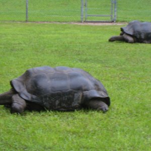 ALDABRA TORTOISE BREEDERS
