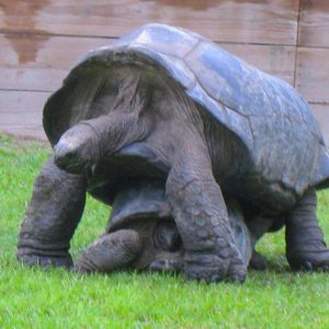 ALDABRA BREEDER