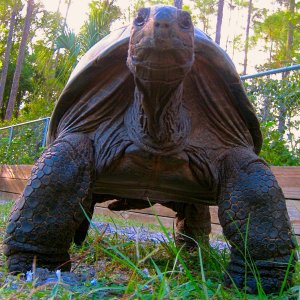 ALDABRA BREEDER