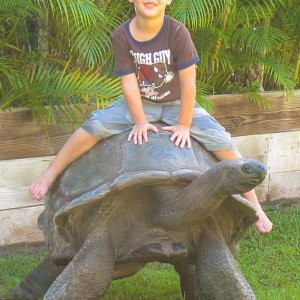 ALDABRA BREEDER