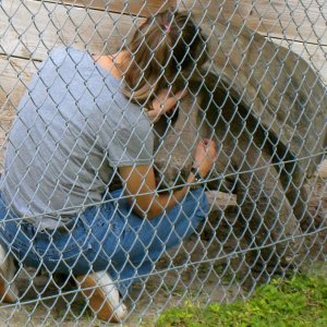 ALDABRA BREEDER