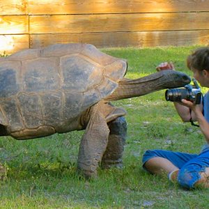 ALDABRA BREEDER