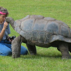 ALDABRA BREEDER