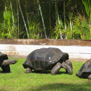 ALDABRA BREEDER