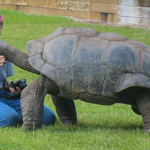 ALDABRA BREEDER