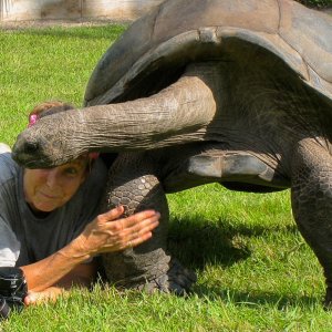 ALDABRA BREEDER