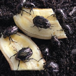 Protaetia orientalis
