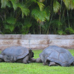 ALDABRA BREEDER