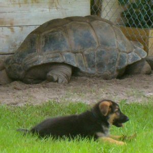 ALDABRA BREEDER