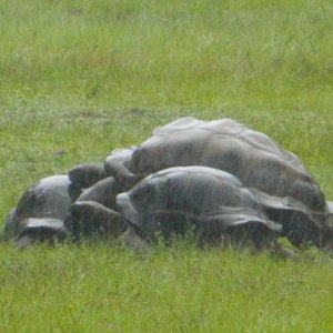 ALDABRA BREEDER