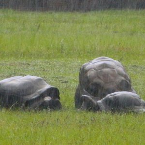 ALDABRA BREEDER