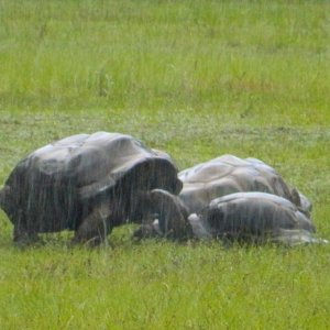 ALDABRA BREEDER
