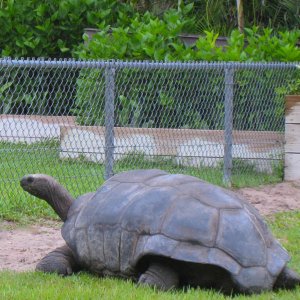 ALDABRA BREEDER