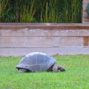 ALDABRA BREEDER