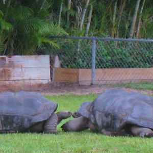 ALDABRA BREEDER