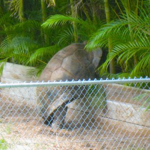 ALDABRA BREEDER