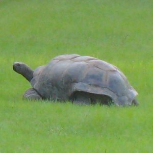ALDABRA BREEDER
