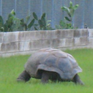 ALDABRA BREEDER