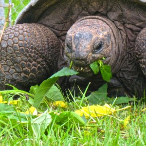 ALDABRA BREEDER