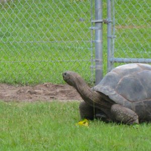 ALDABRA BREEDER