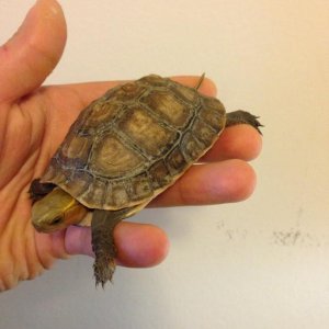 chinese box turtle from turtleshack.com