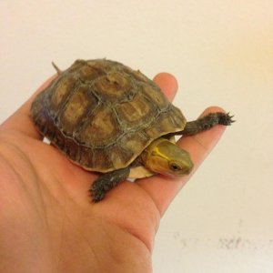 chinese box turtle from turtleshack.com