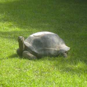 ALDABRA BREEDER
