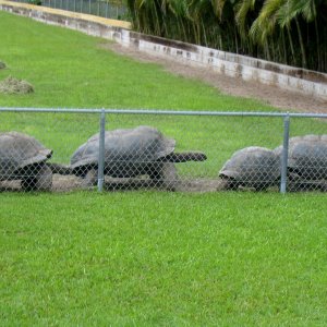 ALDABRA BREEDER