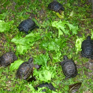 ALDABRA BREEDER