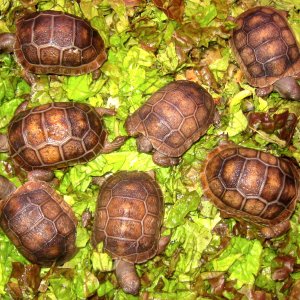 ALDABRA BREEDER