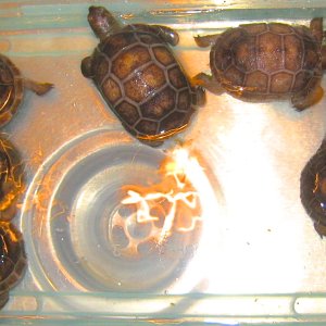 ALDABRA BREEDER