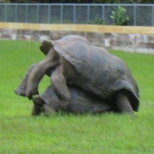 ALDABRA BREEDER
