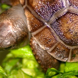 ALDABRA BREEDER