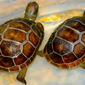 ALDABRA BREEDER