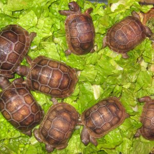 ALDABRA BREEDER