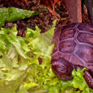 ALDABRA BREEDER
