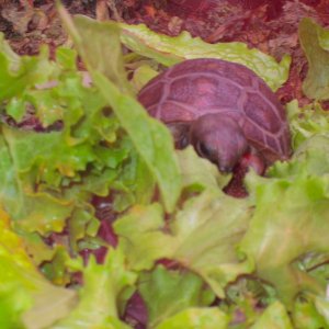 ALDABRA BREEDER